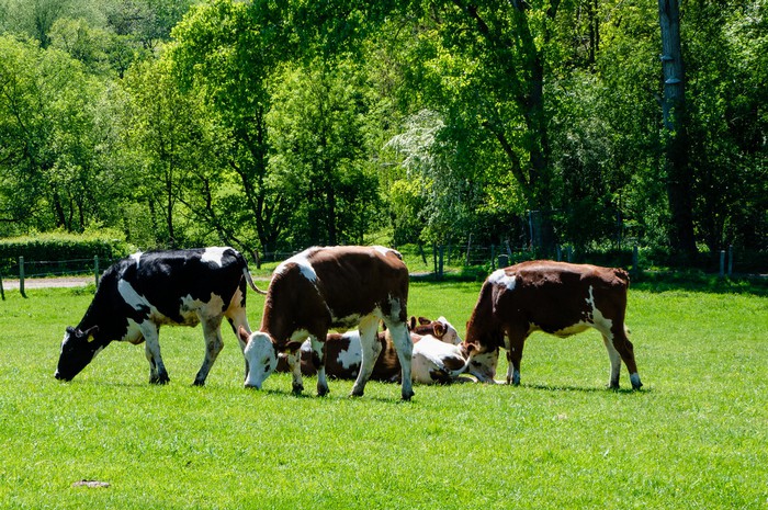 Best Way to Do Eco and Agriculture