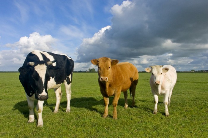 Best Way to Do Eco and Agriculture