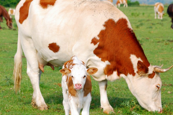 Best Way to Do Eco and Agriculture